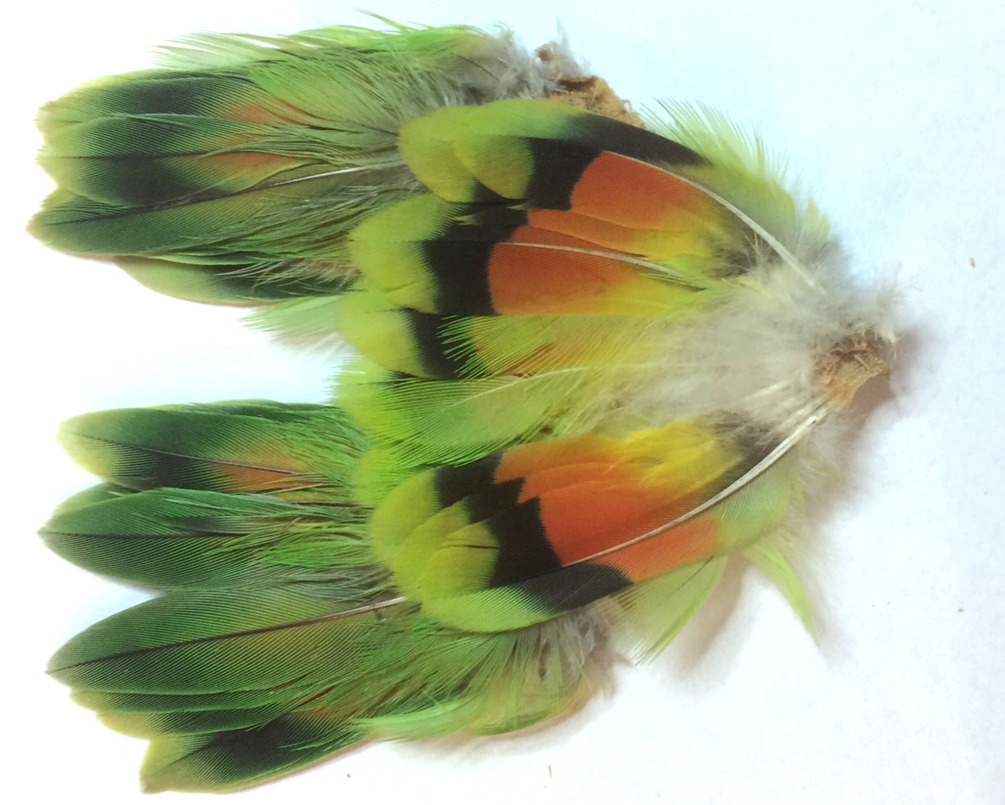 Agapornis parrot complet tail