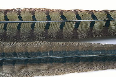 Cock pheasant center tail