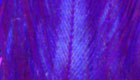 Chinese rooster neck teal blue