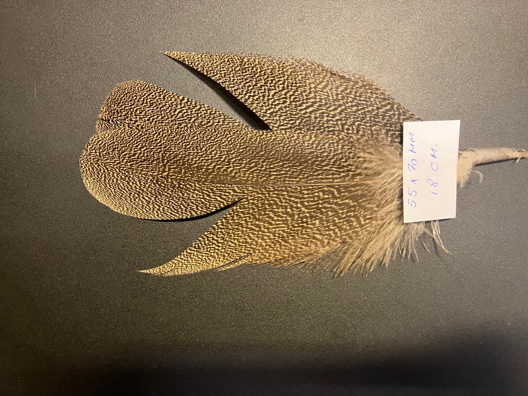Kori bustard shoulder feather 26