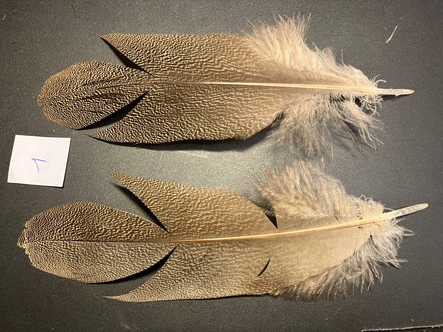 Kori bustard shoulder feather 1