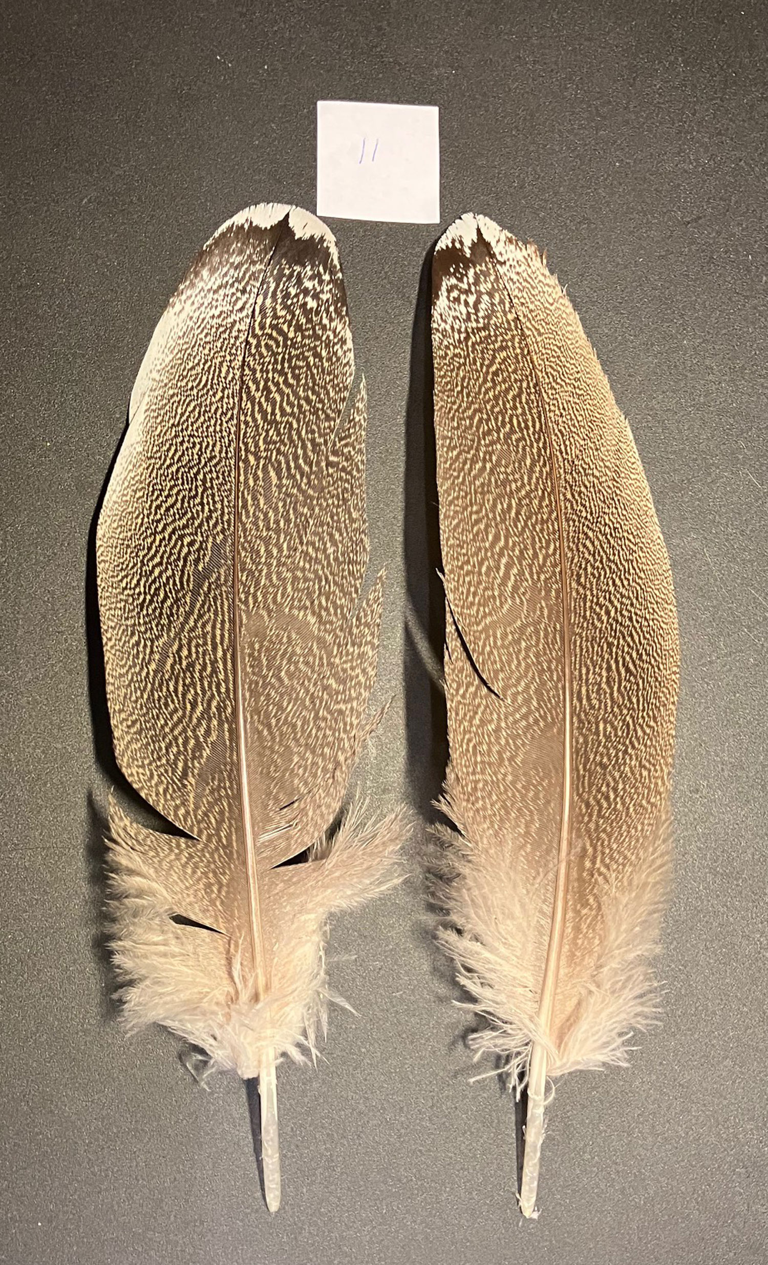 Kori bustard shoulder feather 11