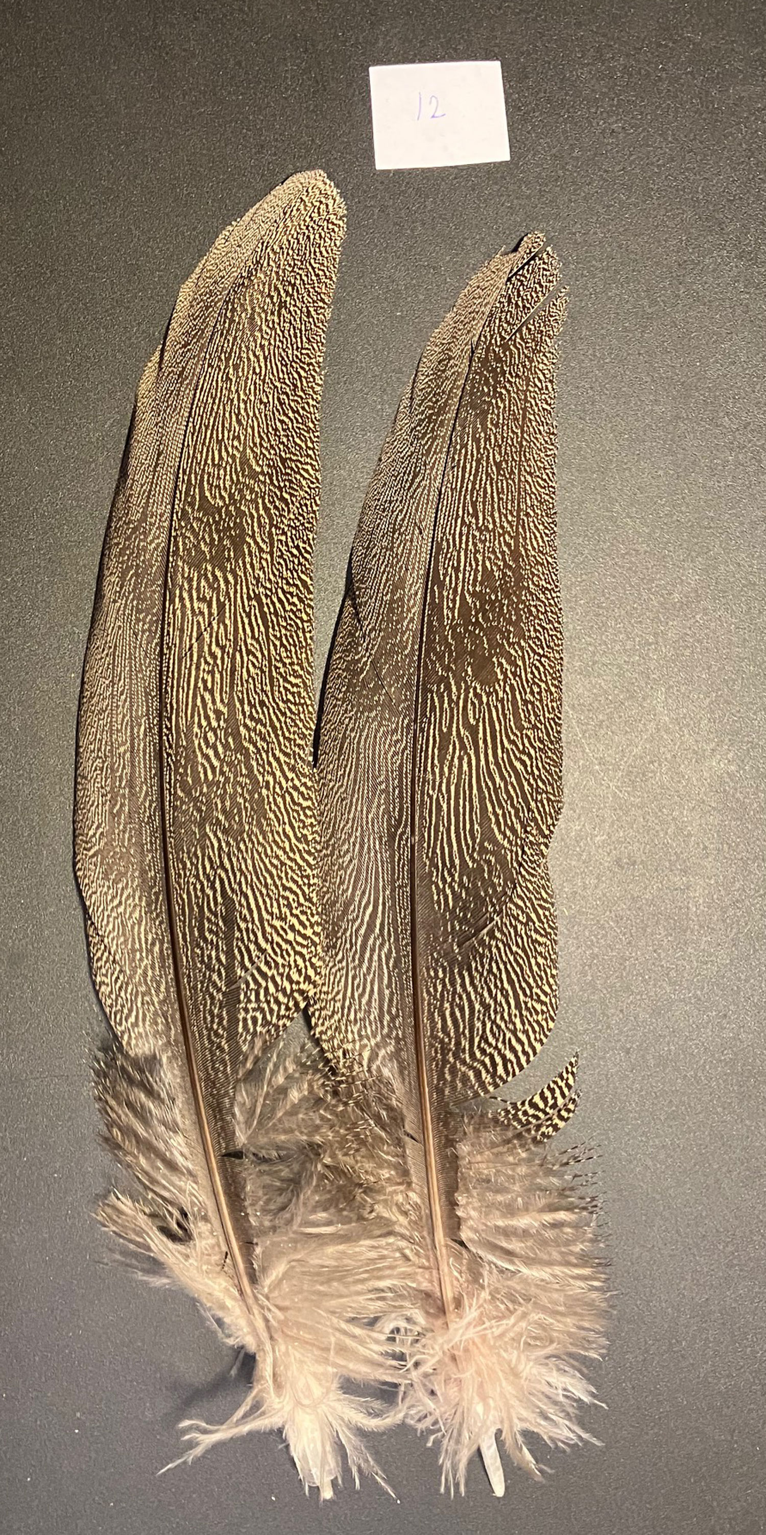 Kori bustard shoulder feather 12