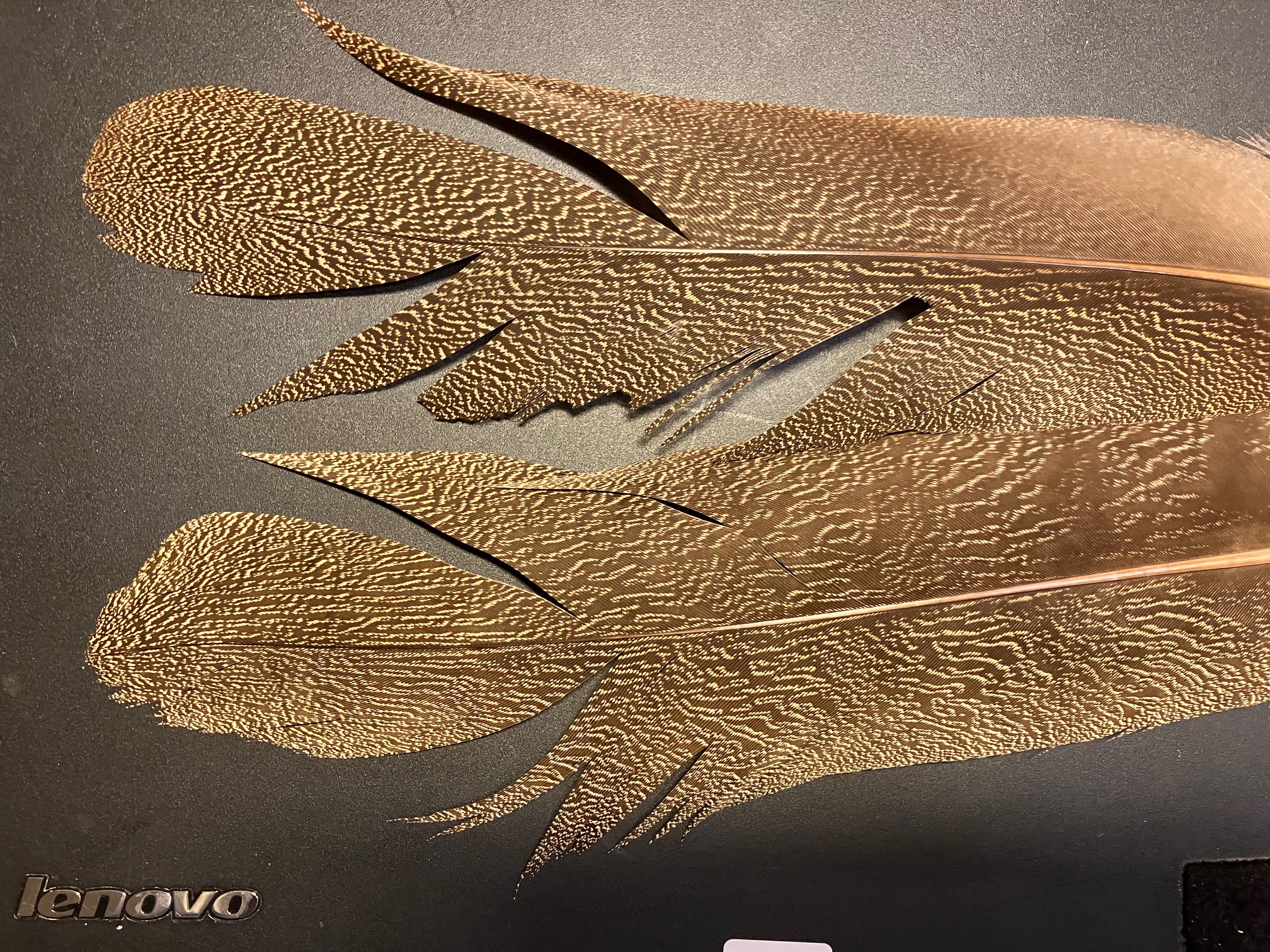Kori bustard shoulder feather 3