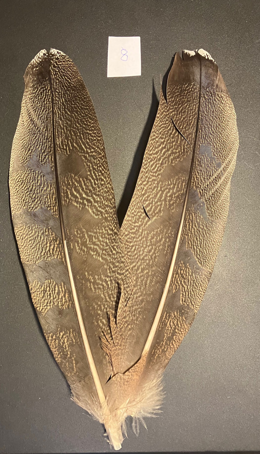 Kori bustard shoulder feather 8