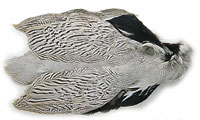 Silver pheasant