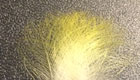 Toucan sulfuratus
